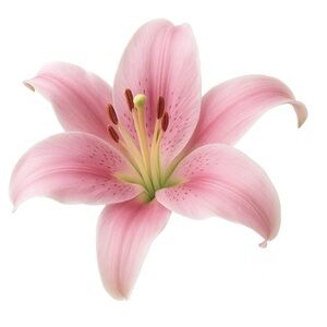 Meet your Posher, Chic